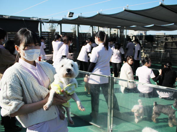 モデル犬のお世話＆お散歩♪
